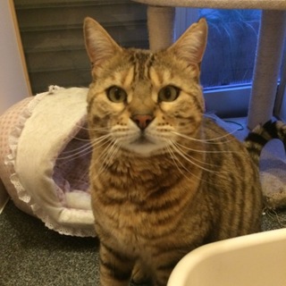 ベンガル★ルーク