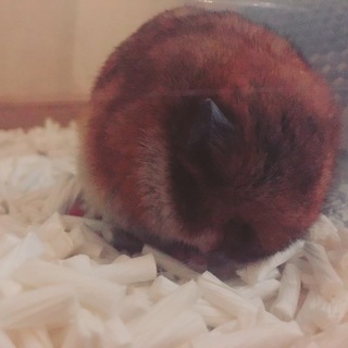 ゴールデンハムスター里親募集