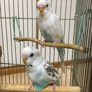 (2羽)可愛がってくれる方大歓迎