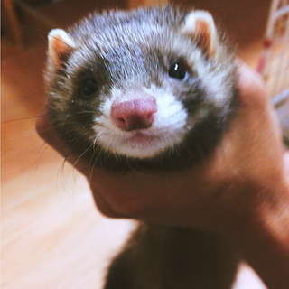 フェレット里親募集中