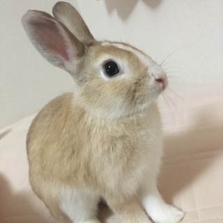 生後約一年、ミニウサギです！
