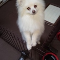 1才のポメラニアンです