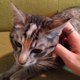 サバトラ♀9ヵ月