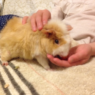 テディの女の子 可愛がってくださる方