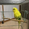 (セキセイインコ)可愛がってくれる方大歓迎 サムネイル2