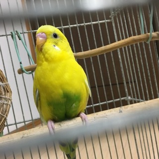 (セキセイインコ)可愛がってくれる方大歓迎