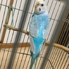 (セキセイインコ)可愛がってくれる方大歓迎 サムネイル4
