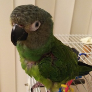 家族になって下さい！