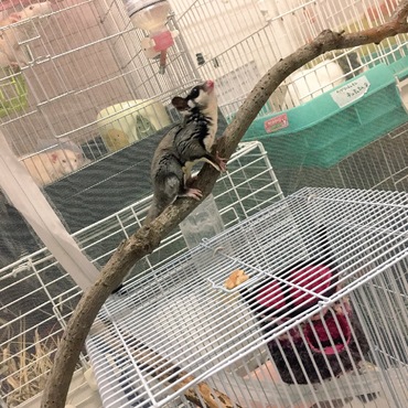 蚊張テント散歩に大きな木を拾って来たので入れたら楽しんでくれてます♪