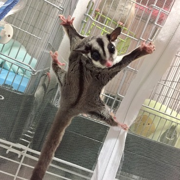 テントでおさんぽ