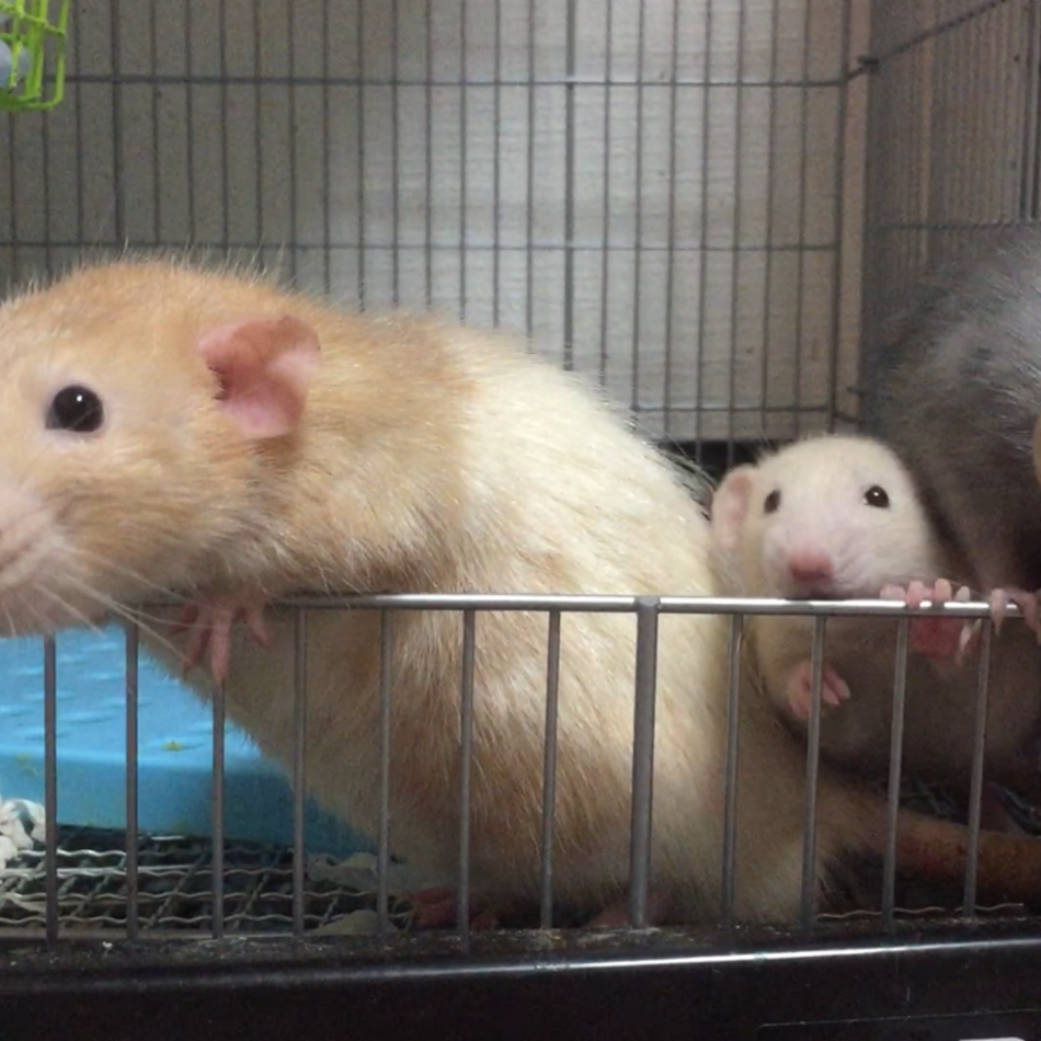 バレンのカバー写真