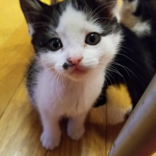 ムーチャン。里親会参中