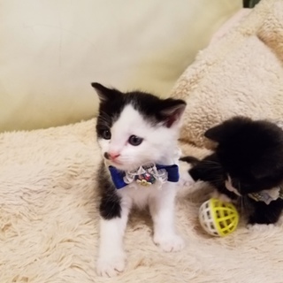 ミント君。里親会参加中