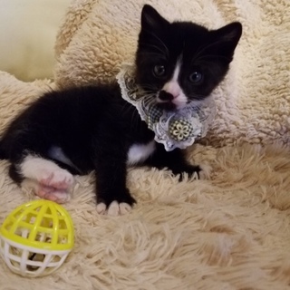 ソアラ君。里親会参加中