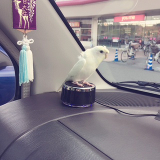 1歳元気な子をいい人に!