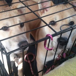 ５月４日（木）に愛知県豊橋市でピースデイに参加！