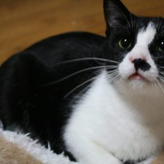 元気ハツラツ　さんまくん