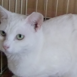 人馴れした真っ白な女の子