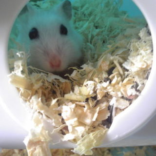 スノーホワイトハムスター　