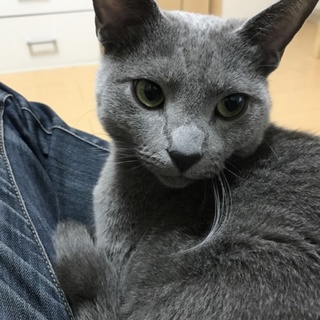 里親お願いします。。