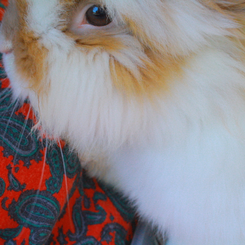 どんぐりのカバー写真