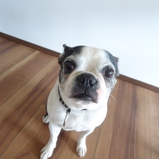 ボステリ「パン」ちゃん