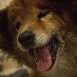 最後はお家で過ごしたい。。老犬ごん太君