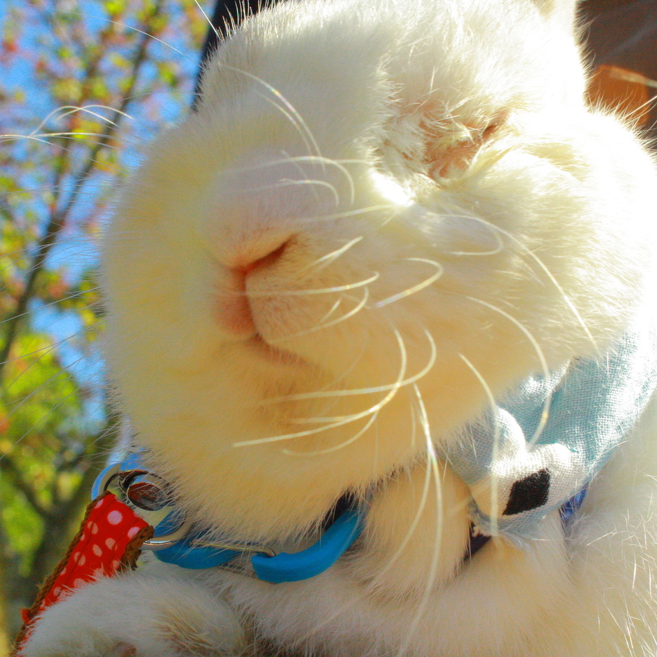 くぬぎのカバー写真