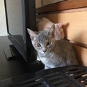 灰色の子猫ちゃん