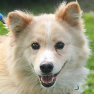 サラふわ長毛のラン君