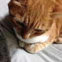この度、