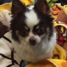チワワ チーズ君 男の子  里親様募集 サムネイル7