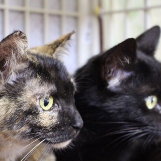 ２匹一緒に迎え入れてくれる家族を探しています！