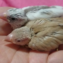 金ちゃん＆銀ちゃん week2