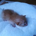 4月3日生まれの赤ちゃんネコ差し上げます。