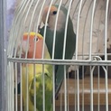 コザクラインコ6羽(2羽から募集します。)