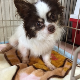 チワワ チーズ君 男の子  里親様募集