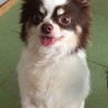 チワワ チーズ君 男の子  里親様募集 サムネイル4