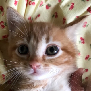 お目目ぱっちり茶トラ＊カント君＊一旦停止します。