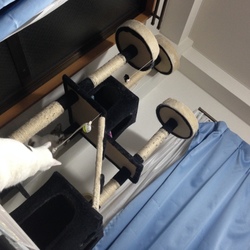 ねずみが壊れた後のキャットタワー。