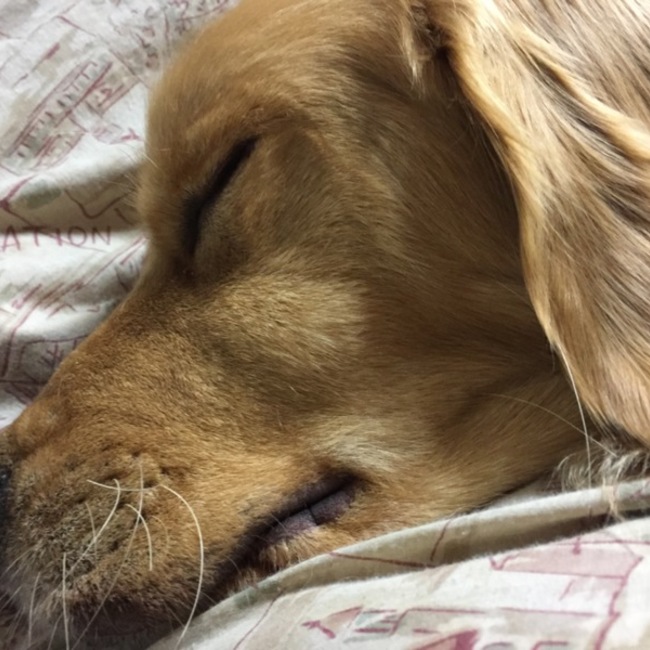 ☆リズ☆のカバー写真