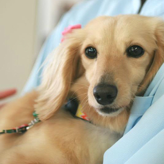 はにかみ屋さんの美人わんこ