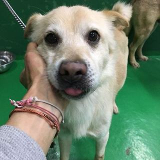 殺処分対象です