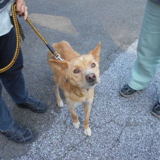 殺処分対象です