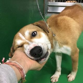 殺処分対象です