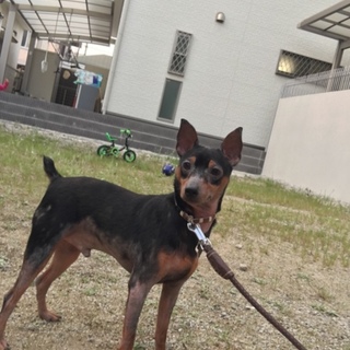 1歳8ヶ月のミニチュア・ピンシャーのメイです！