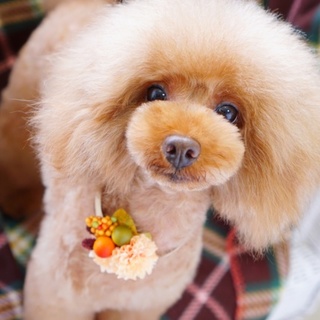 とても賢い子です。