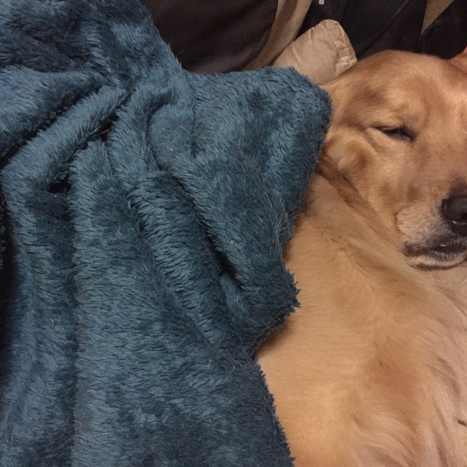 福助のカバー写真