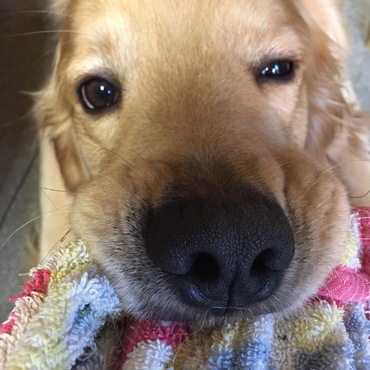 私「タオル返しなさい！」福助「やーだぁー！遊ぶのぉおお」…いつもこの繰り返しです（笑）