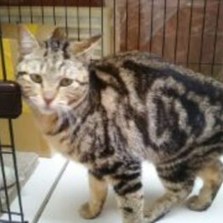 ブラウンタビー柄のおっとりさん